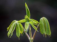 Mehrere junge Blatttriebe an Zweigspitze